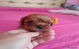 Cavalier King Charles Spaniel perros en venta: Cachorros Cavalier King Charles Spaniel  - Imagen 9