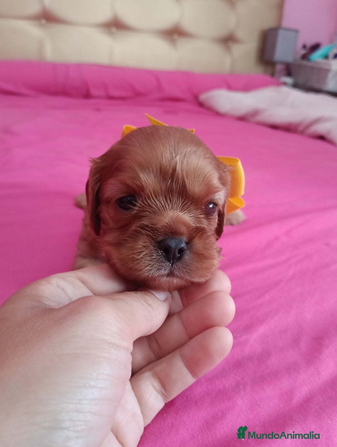 Cavalier King Charles Spaniel perros en venta: Cachorros Cavalier King Charles Spaniel  - Imagen 9