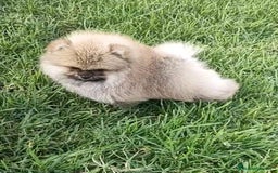 Pomerania perros en venta: EXCLUSIVOS POMERANIAS - Imagen 1