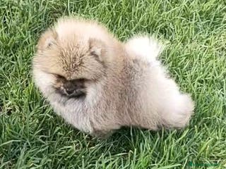 Pomerania perros EXCLUSIVOS POMERANIAS - Anuncio 4