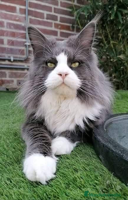 Maine Coon gatos Camada Maine coon - Anuncio 8