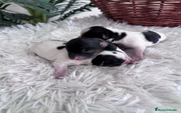 Yorkshire Terrier perros en venta: YORKSHIRE TERRIER BIEWER - Imagen 17