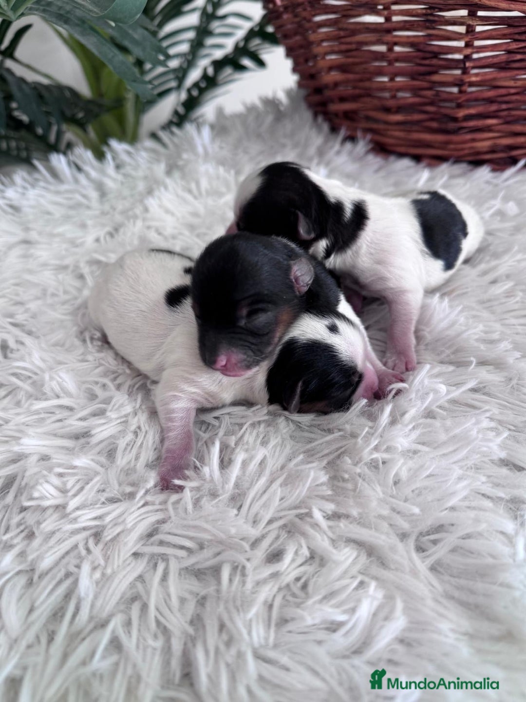 Yorkshire Terrier perros en venta: YORKSHIRE TERRIER BIEWER - Imagen 17