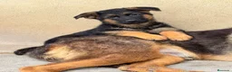 Pastor Alemán perros en venta: CACHORROS DE PASTOR ALEMAN - Anuncio 7