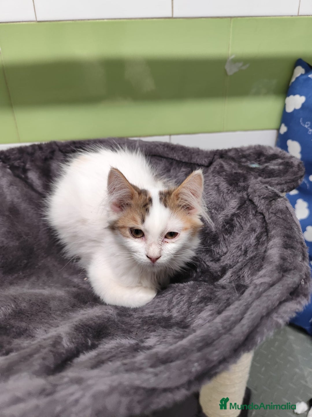 Persa gatos en venta: Persa ( cruce) - Imagen 3