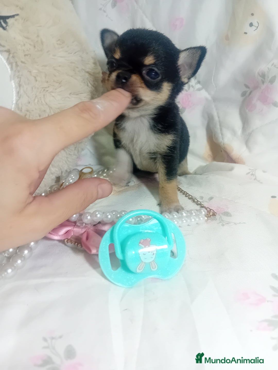 Chihuahua perros en venta: ‼️Chihuahuas muy cariñosos tamaño mini  - Anuncio 6