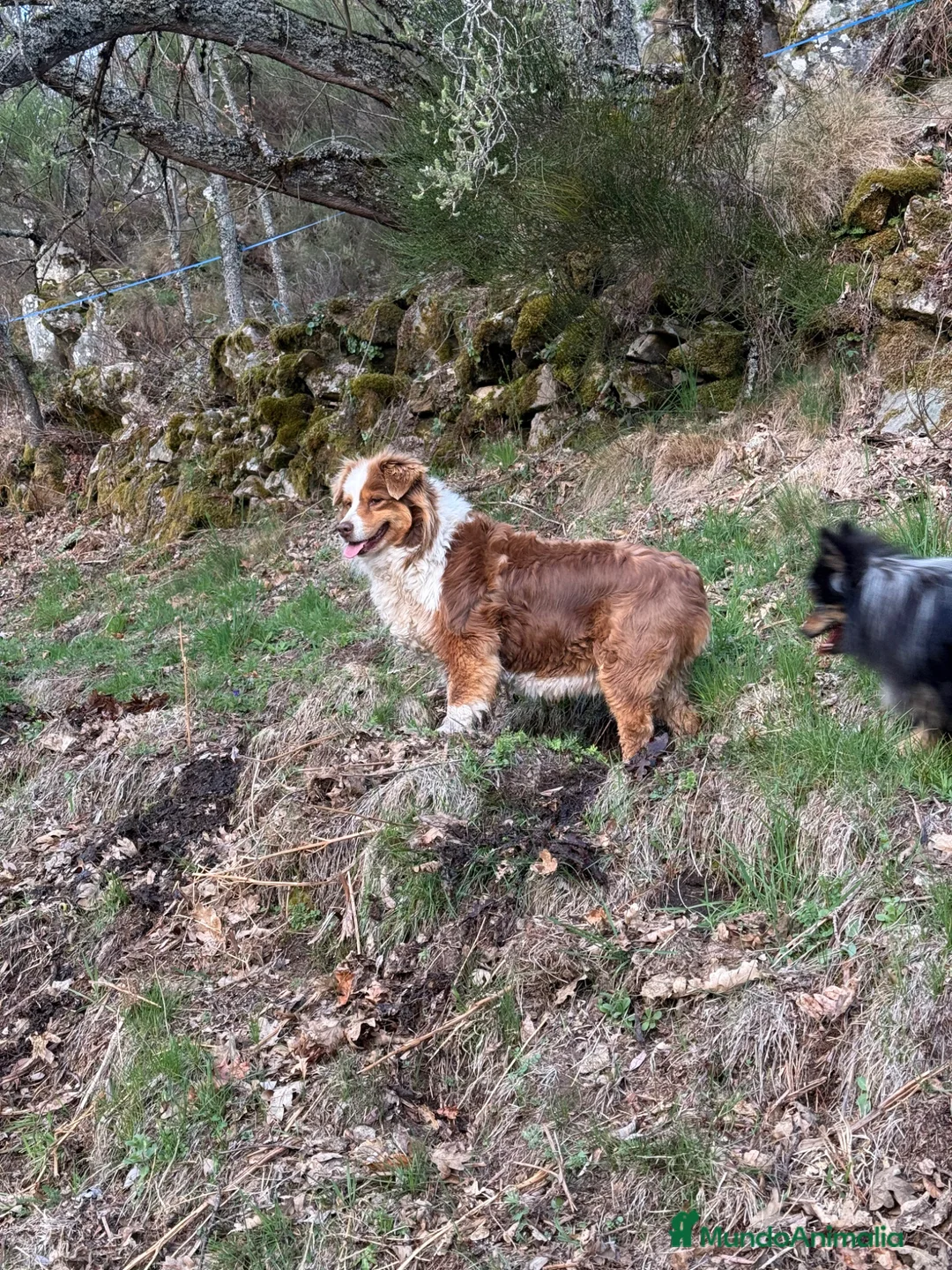 Pastor Australiano perros en venta: Hembra roja tricolor  - Anuncio 3