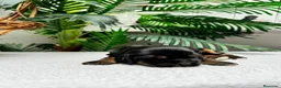 Cocker Spaniel Inglés perros en venta: COCKER SPANIEL INGLES - Anuncio 9