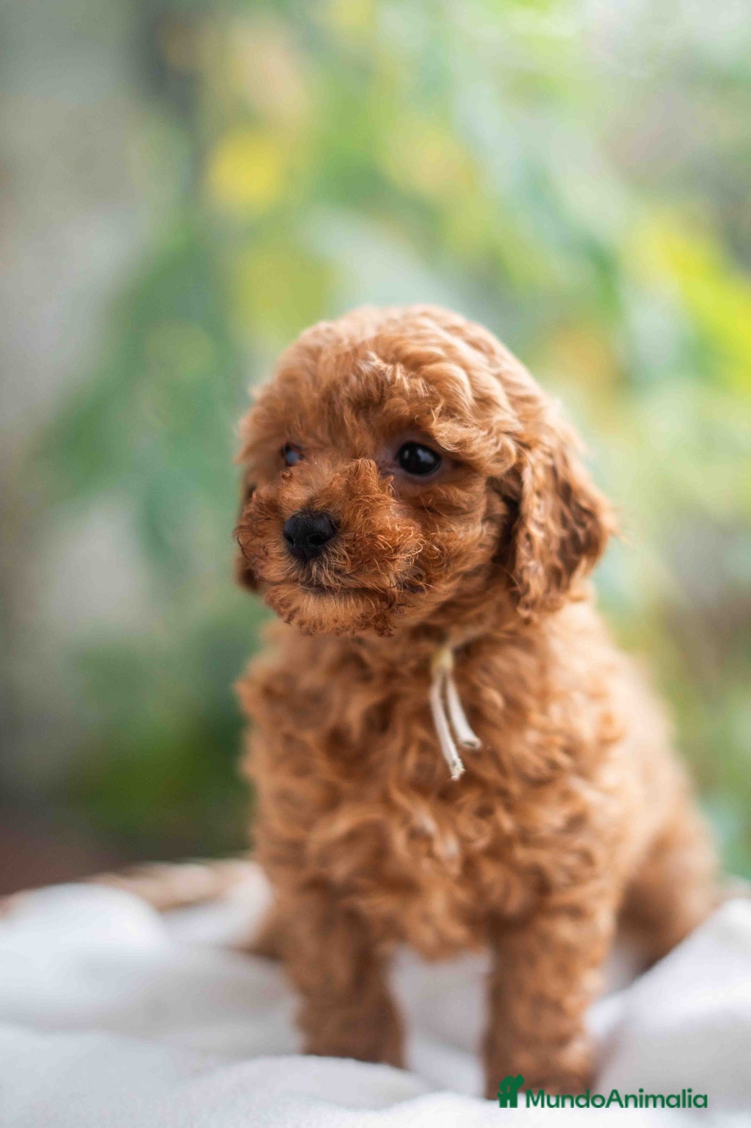 Caniche Toy perros en venta: Caniche toy Hembra - Anuncio 4