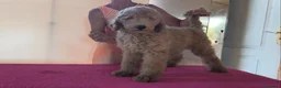Caniche Gigante perros en venta: Caniches gigantes apricot  - Anuncio 3