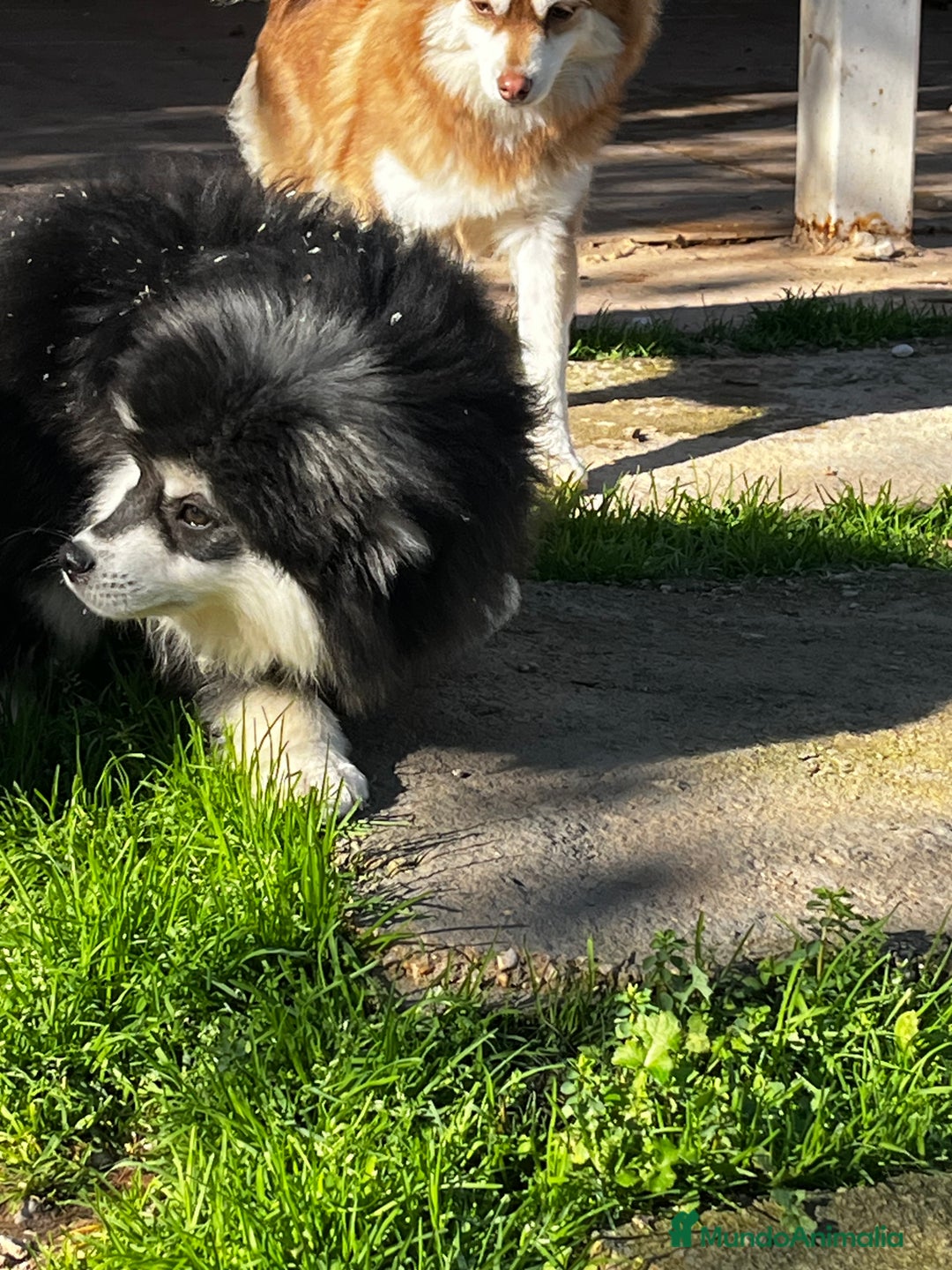 Pomsky perros en venta: Pomsky miniatura  - Anuncio 13