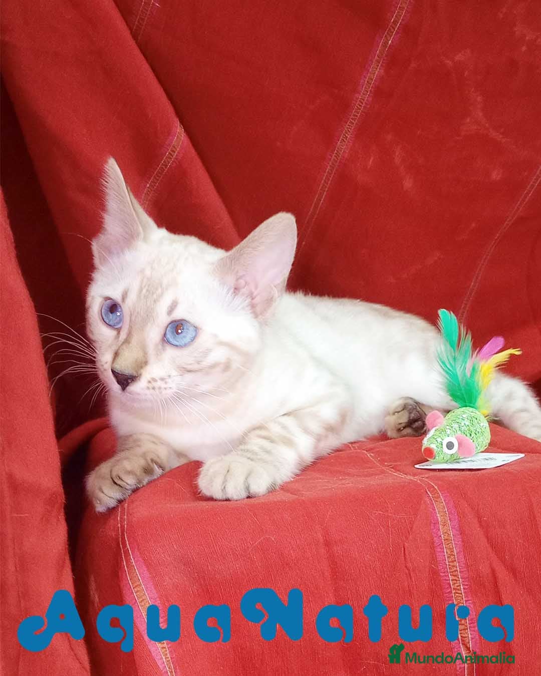 Bengalí gatos Bengali Hembra 6263 - AQUANATURA en Barcelona - Anuncio 21