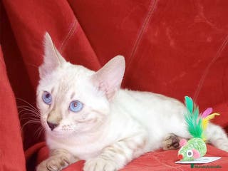 Bengalí gatos Bengali Hembra 6263 - AQUANATURA en Barcelona - Anuncio 30