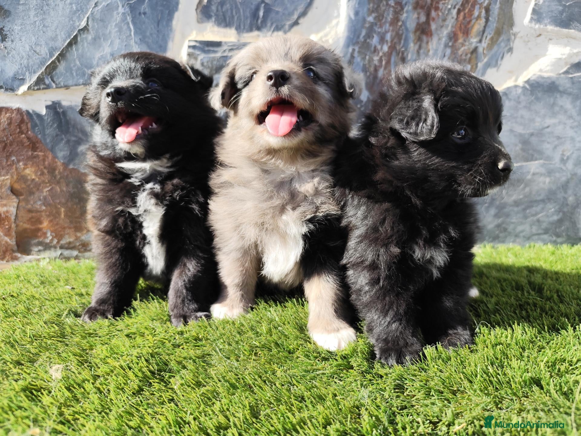 Raza Mixta perros Mini bordercollie o borderpom  - Anuncio 2