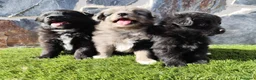 Raza Mixta perros en venta: Mini bordercollie o borderpom  - Anuncio 1