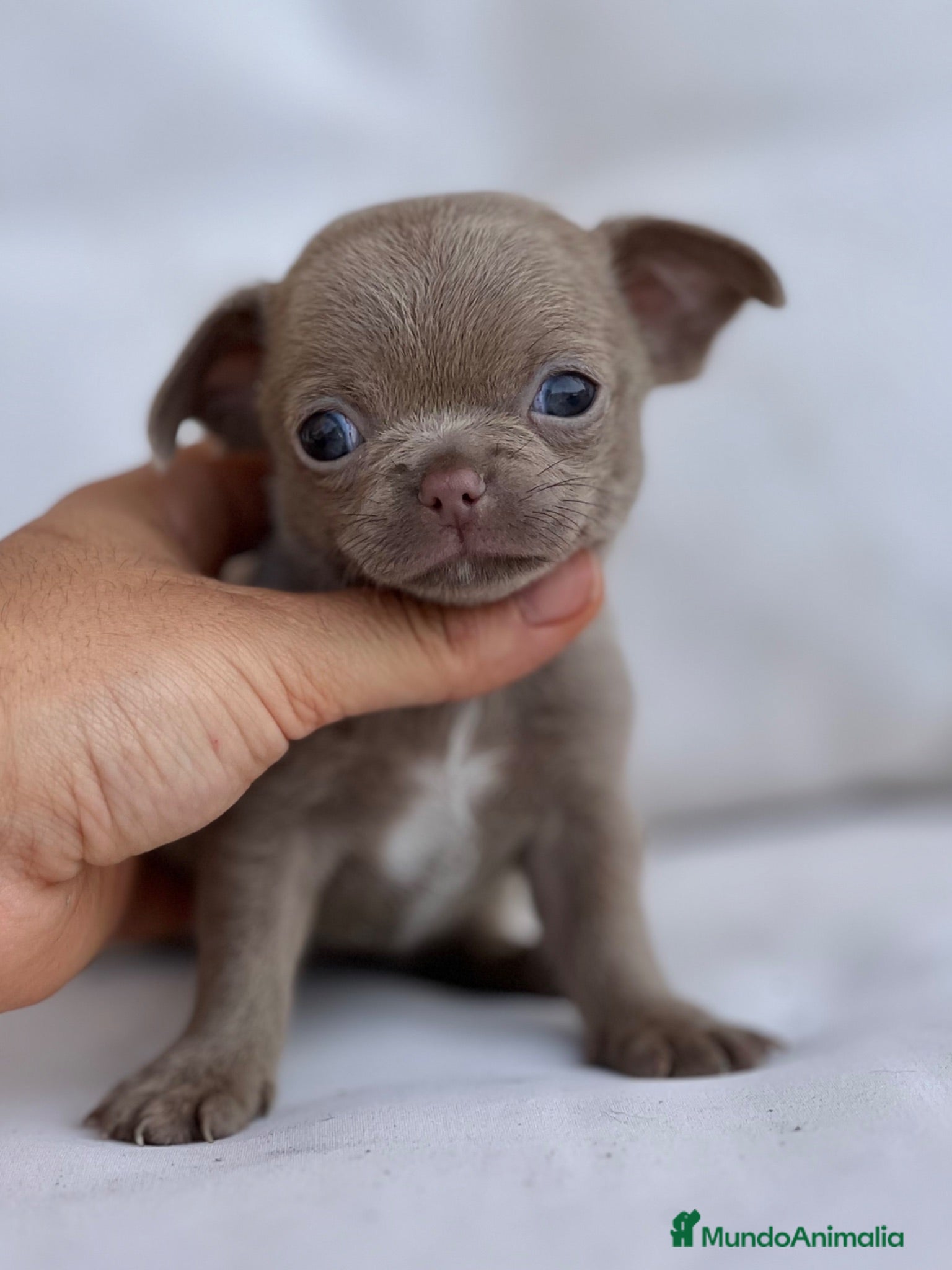 Chihuahua perros PEQUEÑO MACHITO LILAC DE PELO CORTO - Anuncio 1