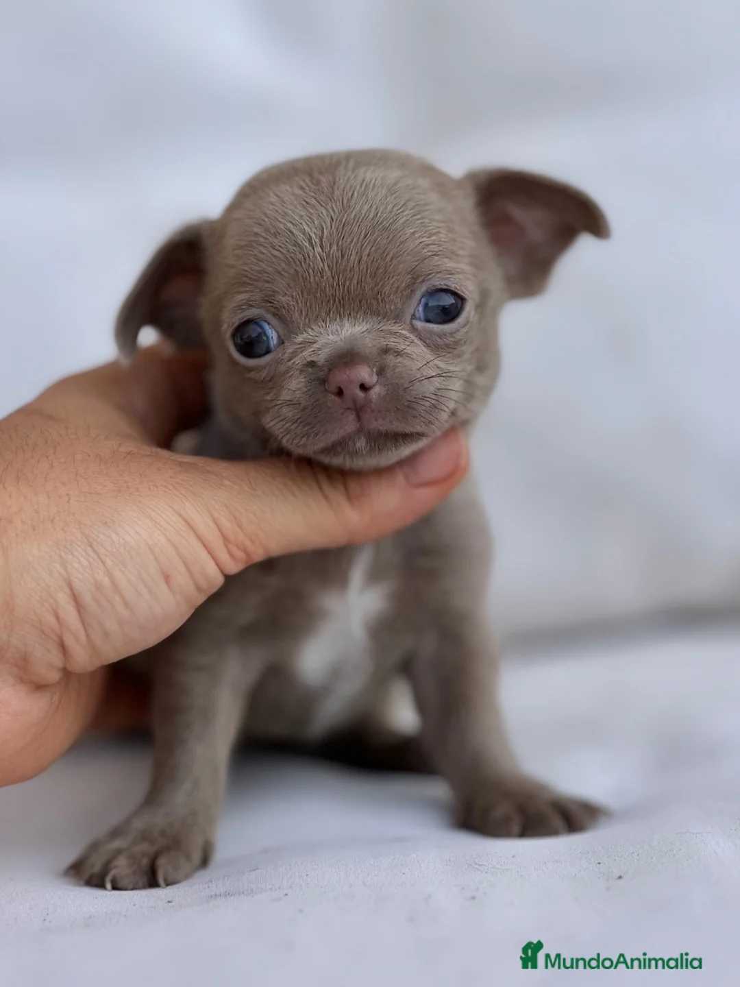 Chihuahua perros en venta: PEQUEÑO MACHITO LILAC DE PELO CORTO - Anuncio 1