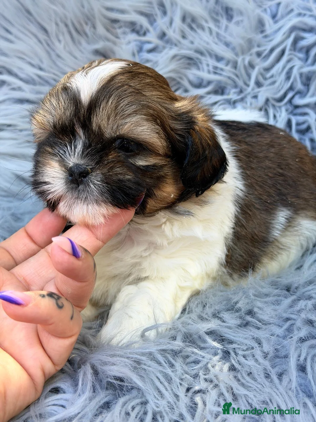 Shih Tzu perros en venta: SHIH TZU MACHO - Anuncio 5