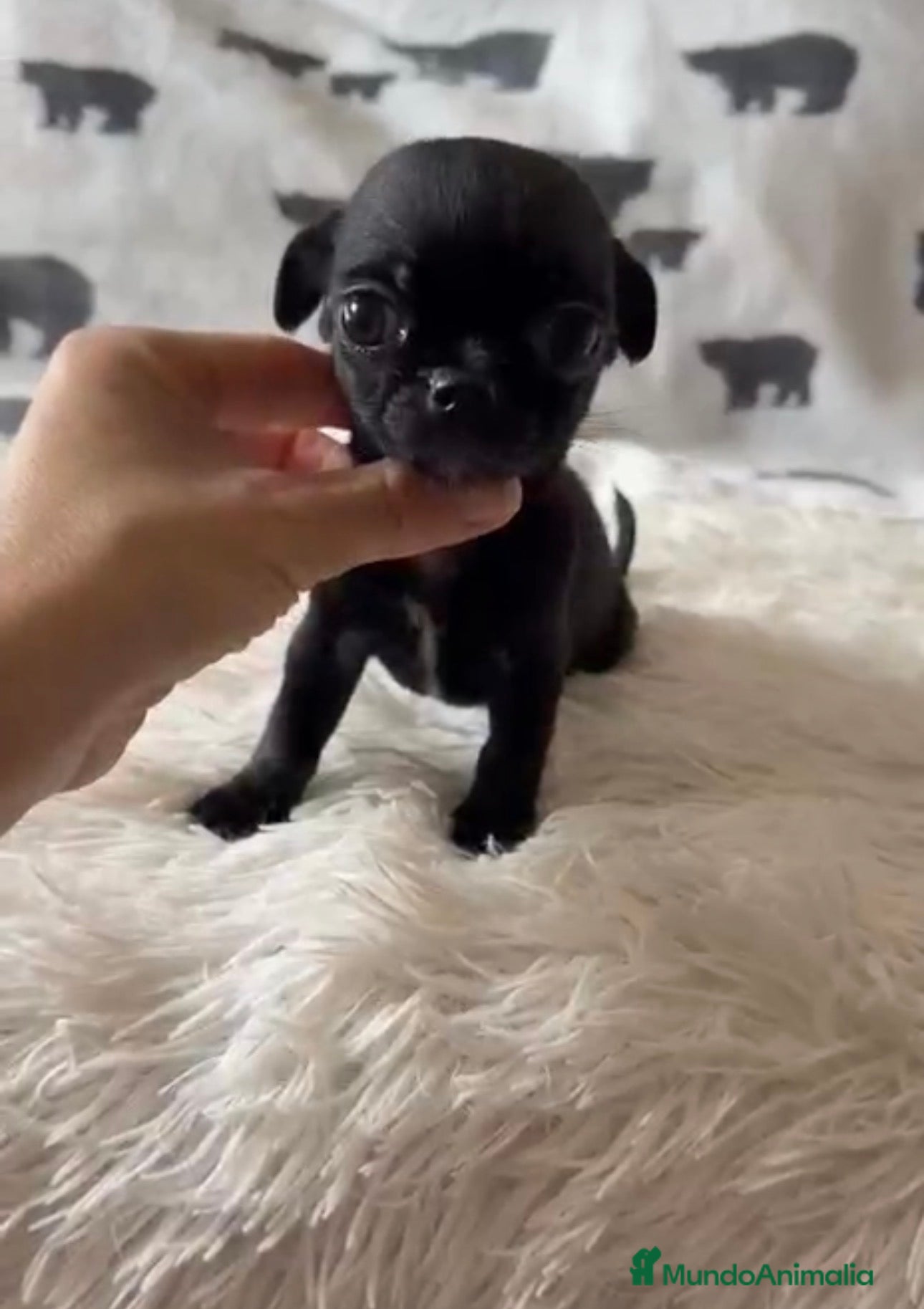 Chihuahua perros Chihuahua macho  - Anuncio 2