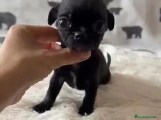 Chihuahua perros Chihuahua macho - Anuncio 2