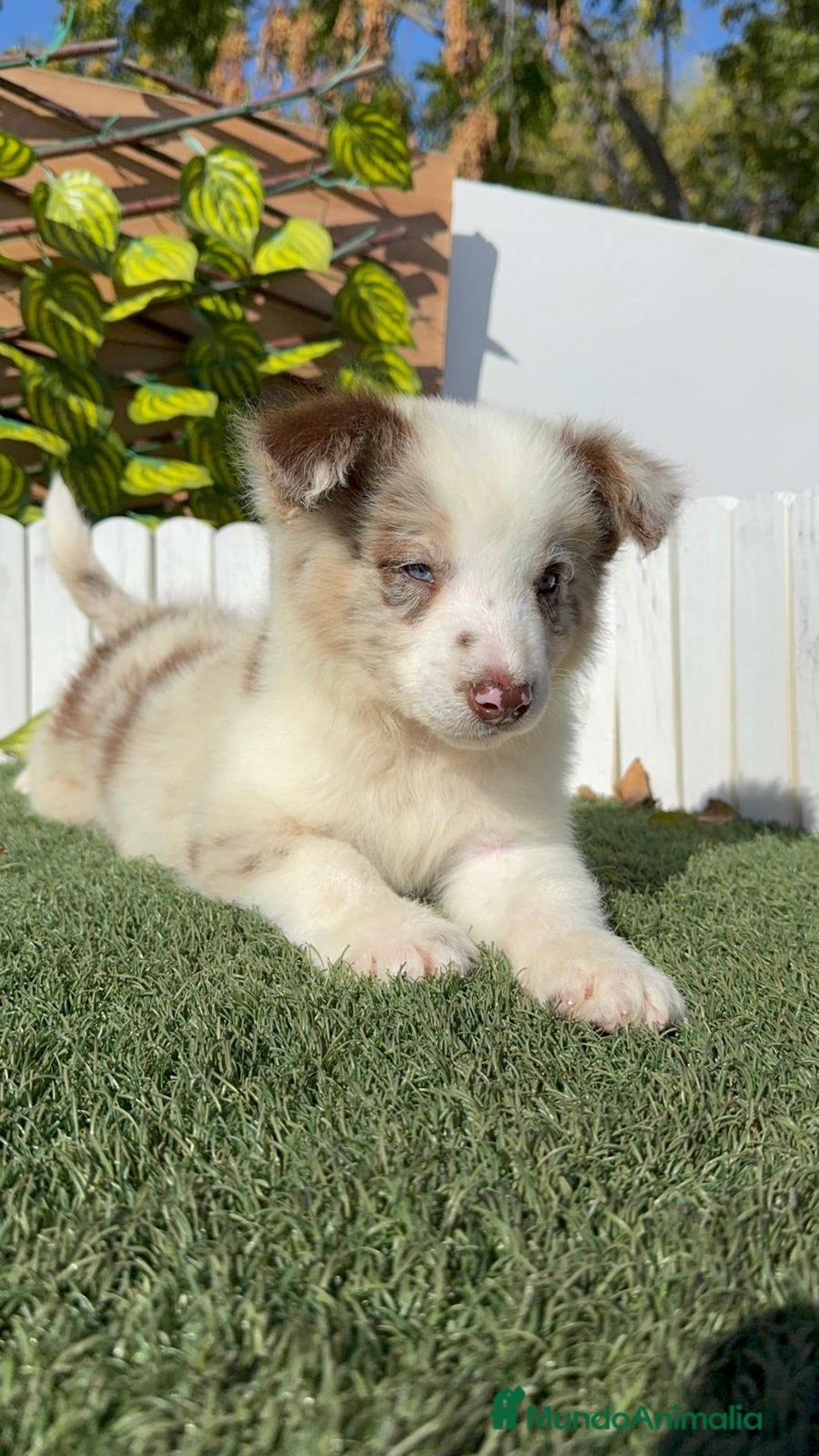 Border Collie perros en venta: BORDER COLLIE - Anuncio 16