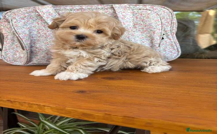 Maltipoo perros - Anuncio 3