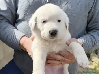 Mastín Español perros PRECIOSOS CACHORRITO DE MASTINES - Anuncio 1