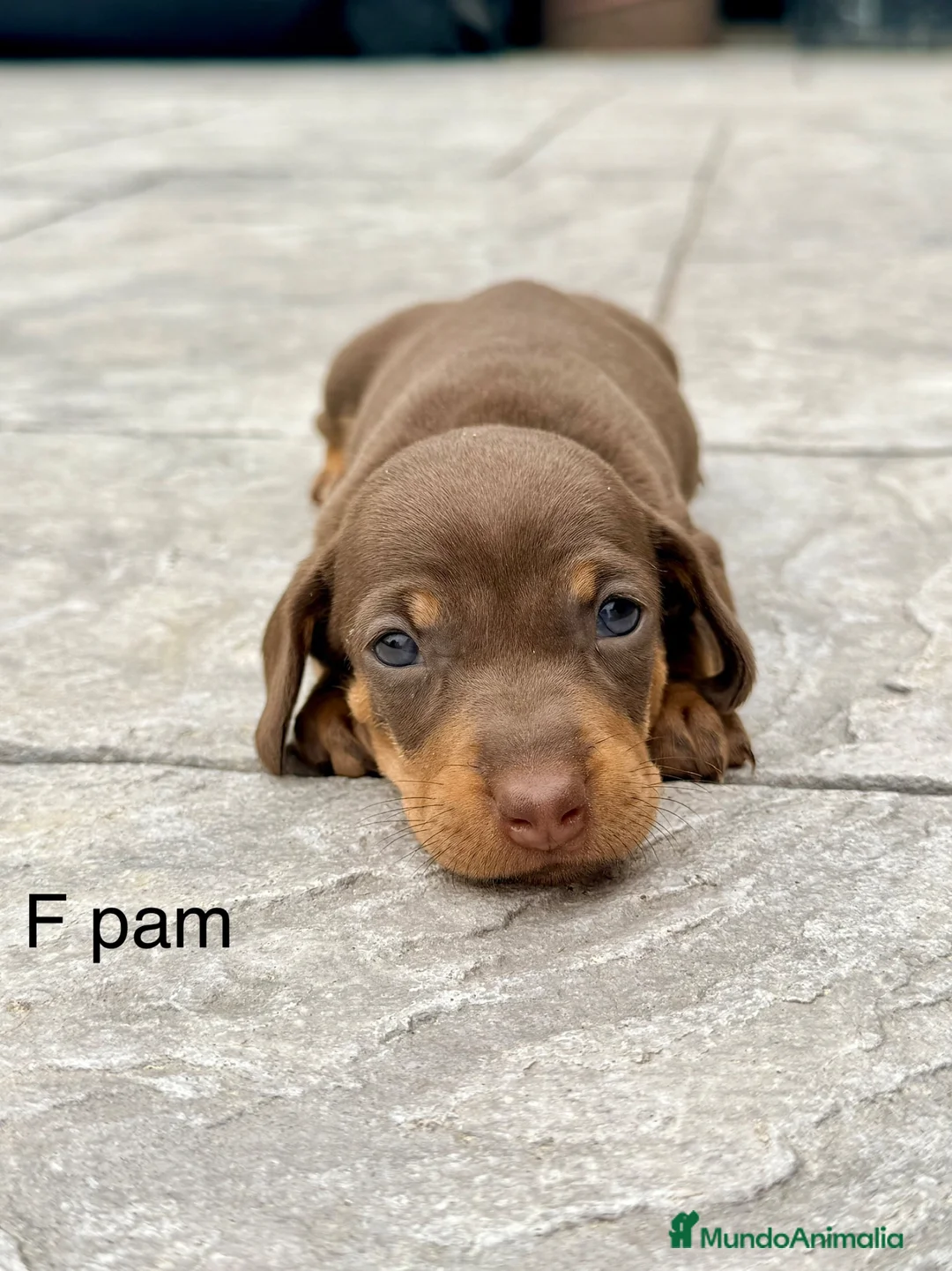 Teckel Miniatura perros en venta: CAMADA DE TECKEL MINI - Anuncio 7