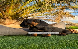 Teckel Miniatura perros en venta: TECKEL NEGRO FUEGO MINIATURA - Imagen 2