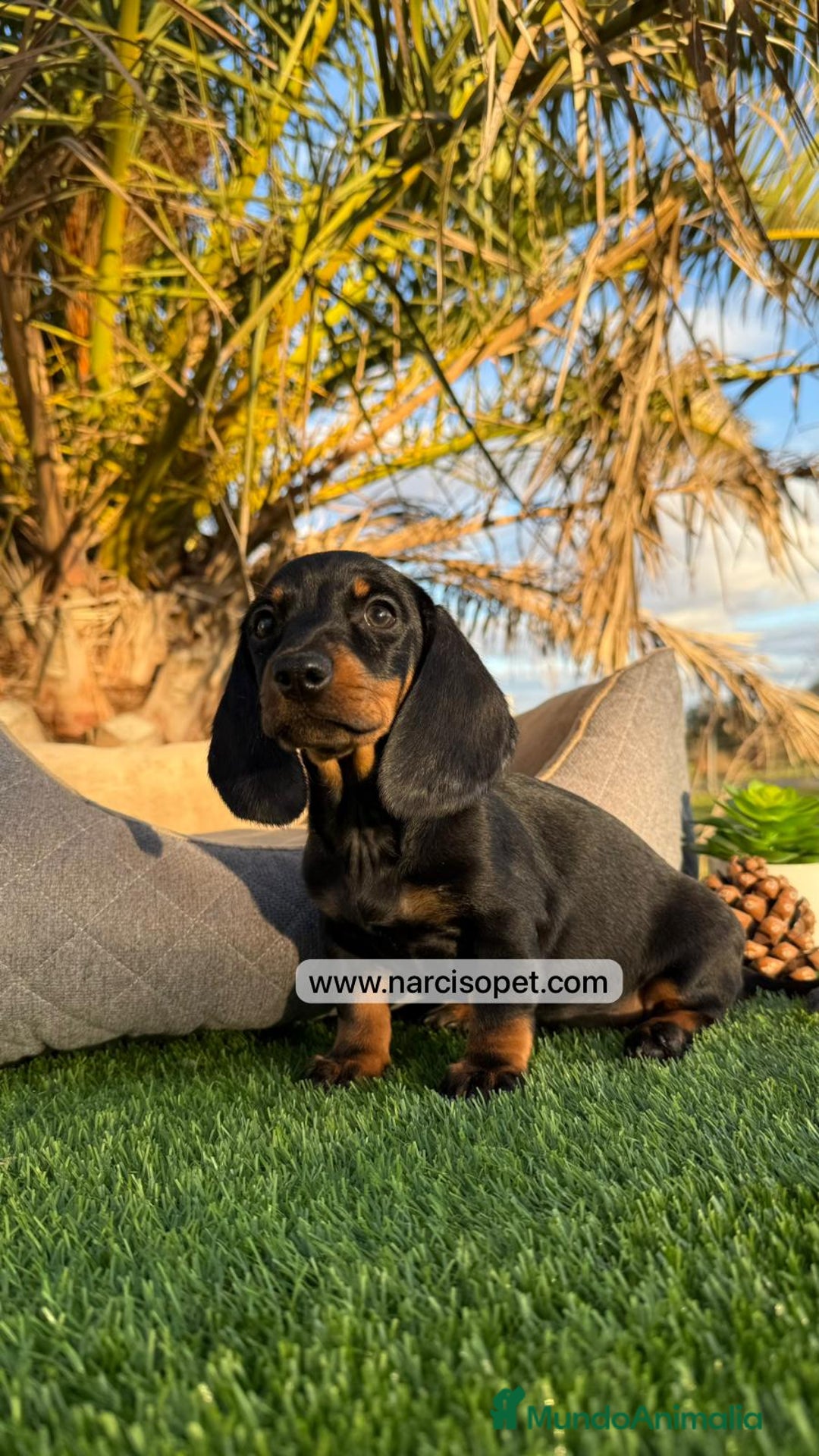 Teckel Miniatura perros en venta: TECKEL NEGRO FUEGO MINIATURA - Imagen 2