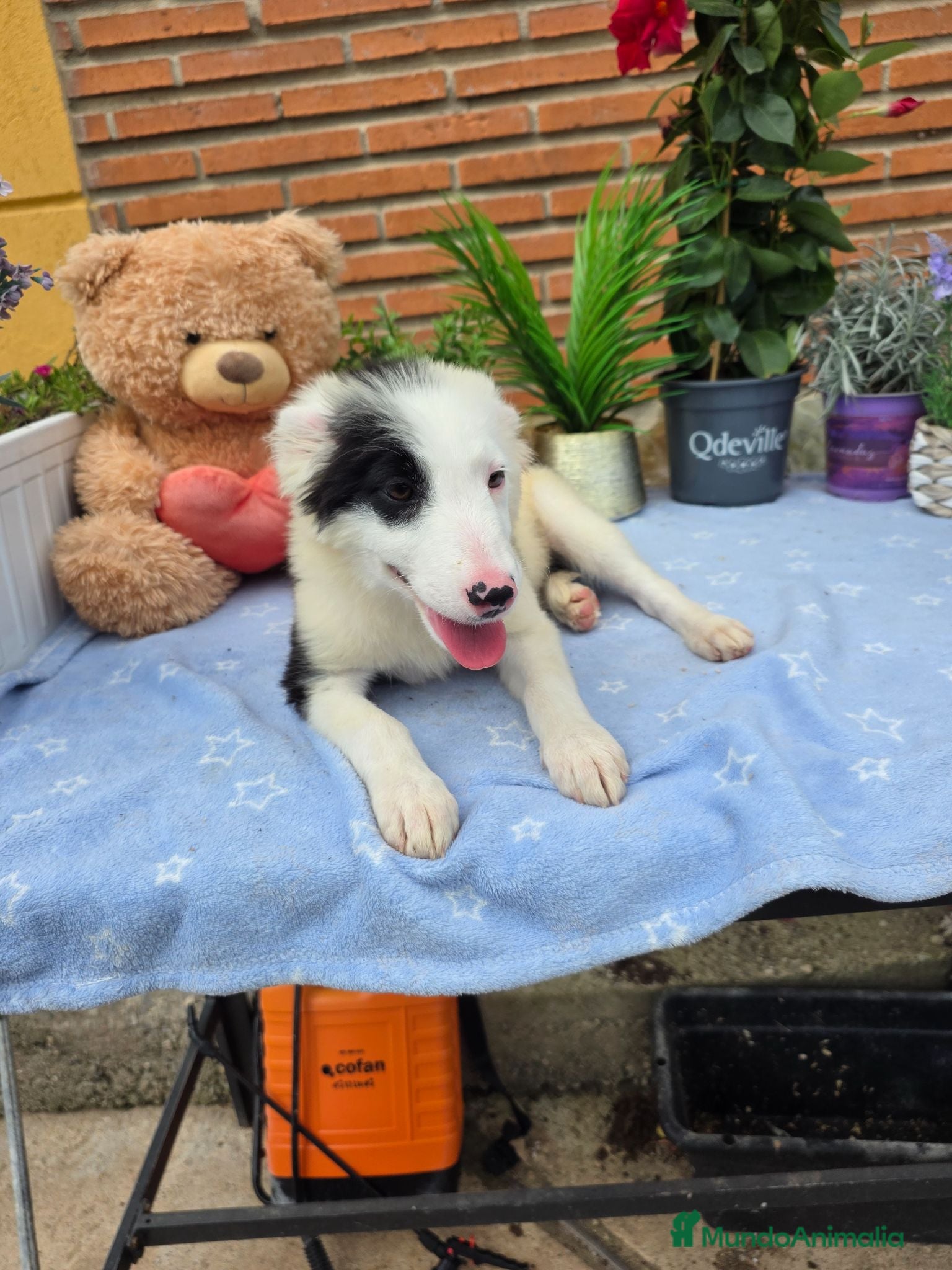 Border Collie perros Última hembra de border collie - Anuncio 2