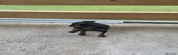 Pinscher Miniatura perros en venta: Mini pinscher hembra  - Anuncio 3
