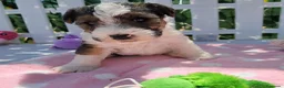 Fox Terrier de Pelo Duro perros en venta: Bebés Foxterrier Machos  - Anuncio 3