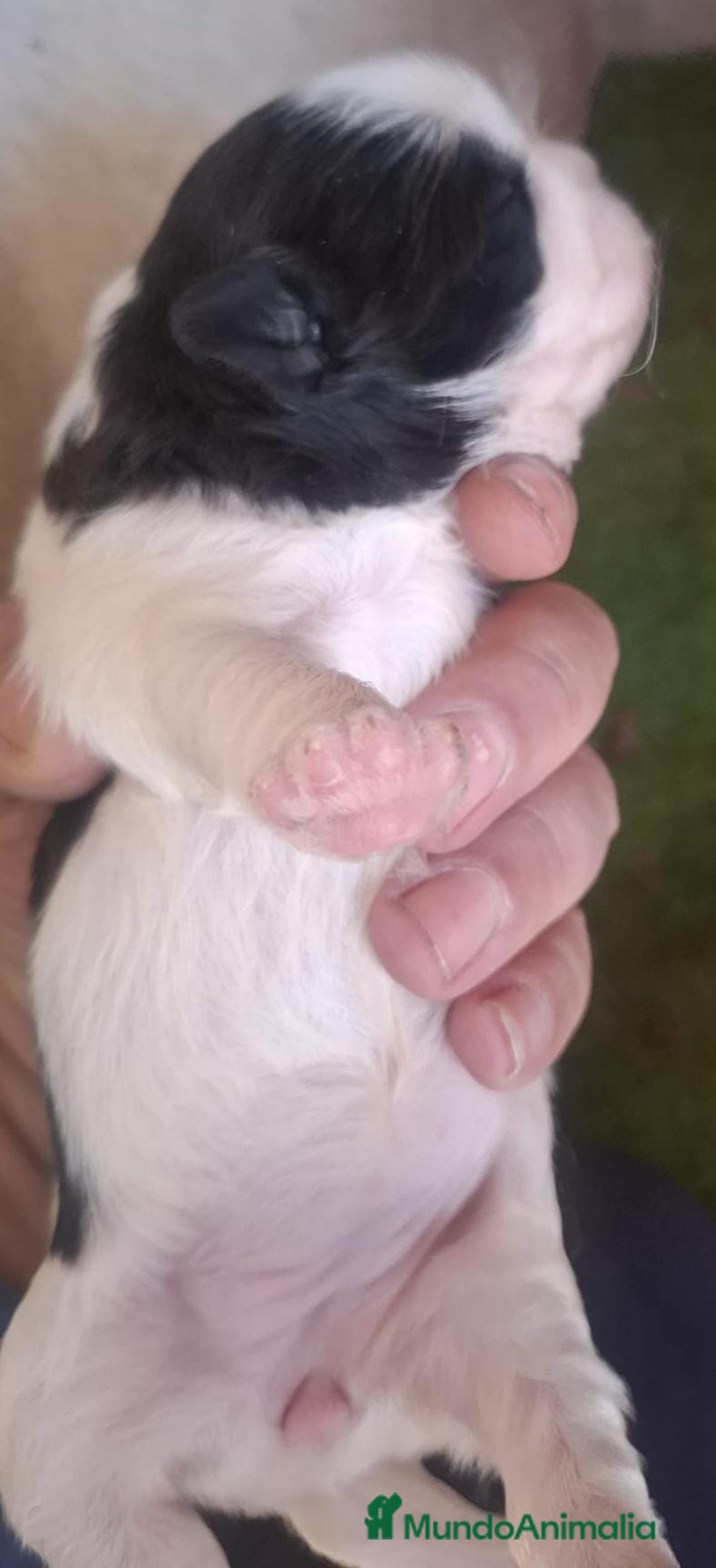 Shih Tzu perros en venta: Shitzu mini - Anuncio 4