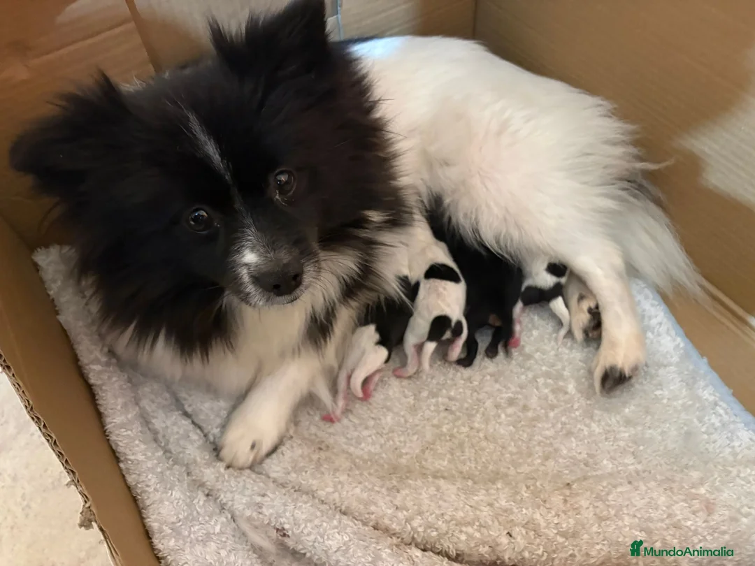 Pomerania perros en venta: Preciosa camada Lulú Pomerania toy de color party - Anuncio 10