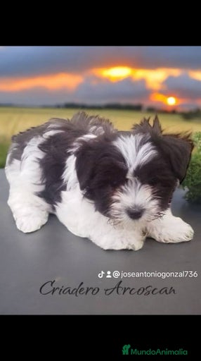 Imagen de galería {{count}}