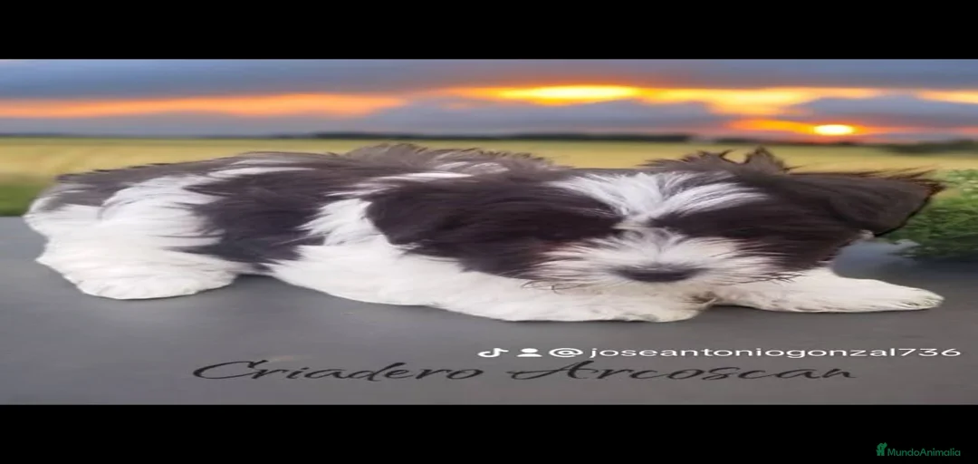 Imagen de galería {{count}}