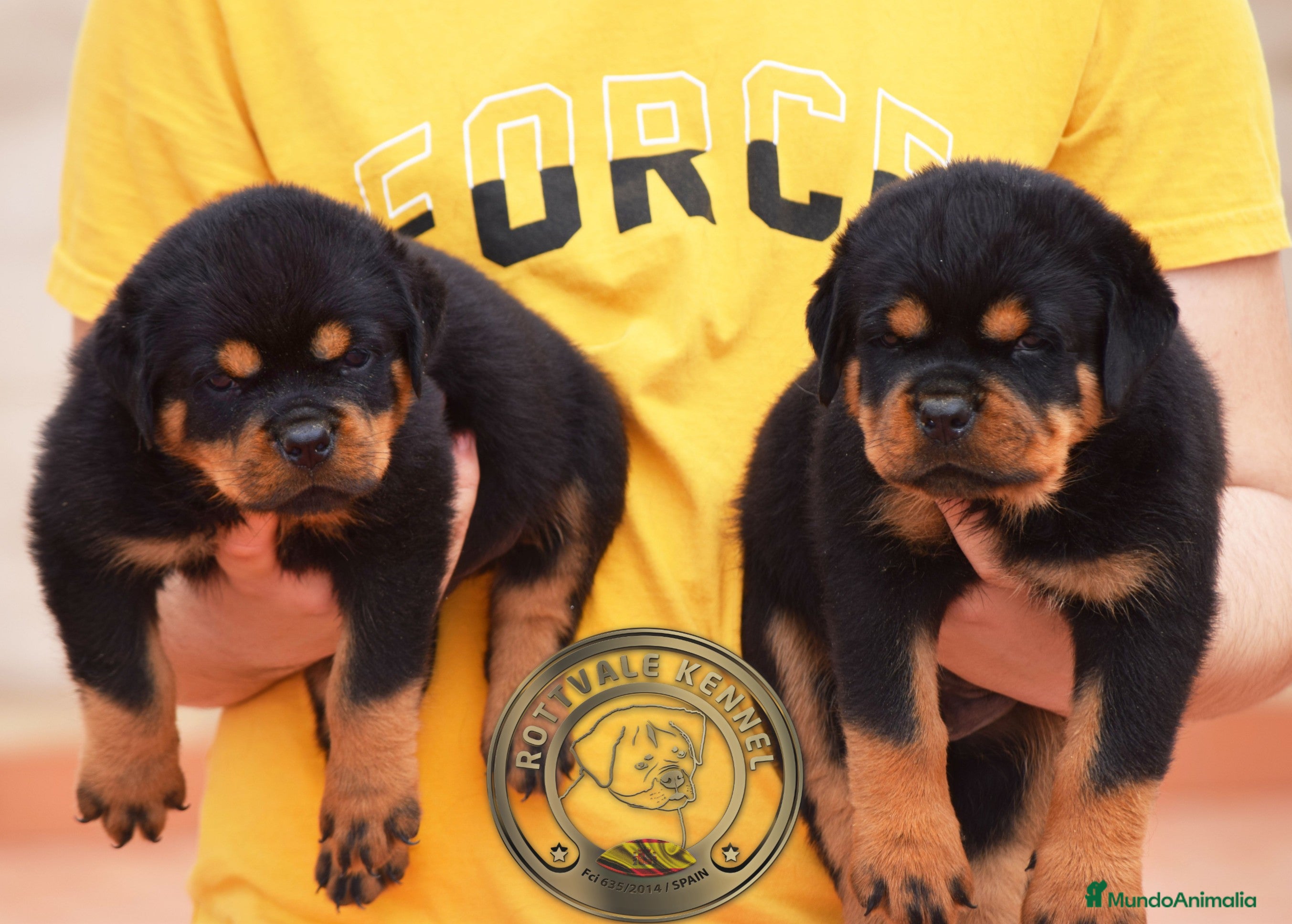 Rottweiler perros Cachorros Rottweiler  - Anuncio 3