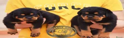 Rottweiler perros en venta: Cachorros Rottweiler  en Málaga - Anuncio 1
