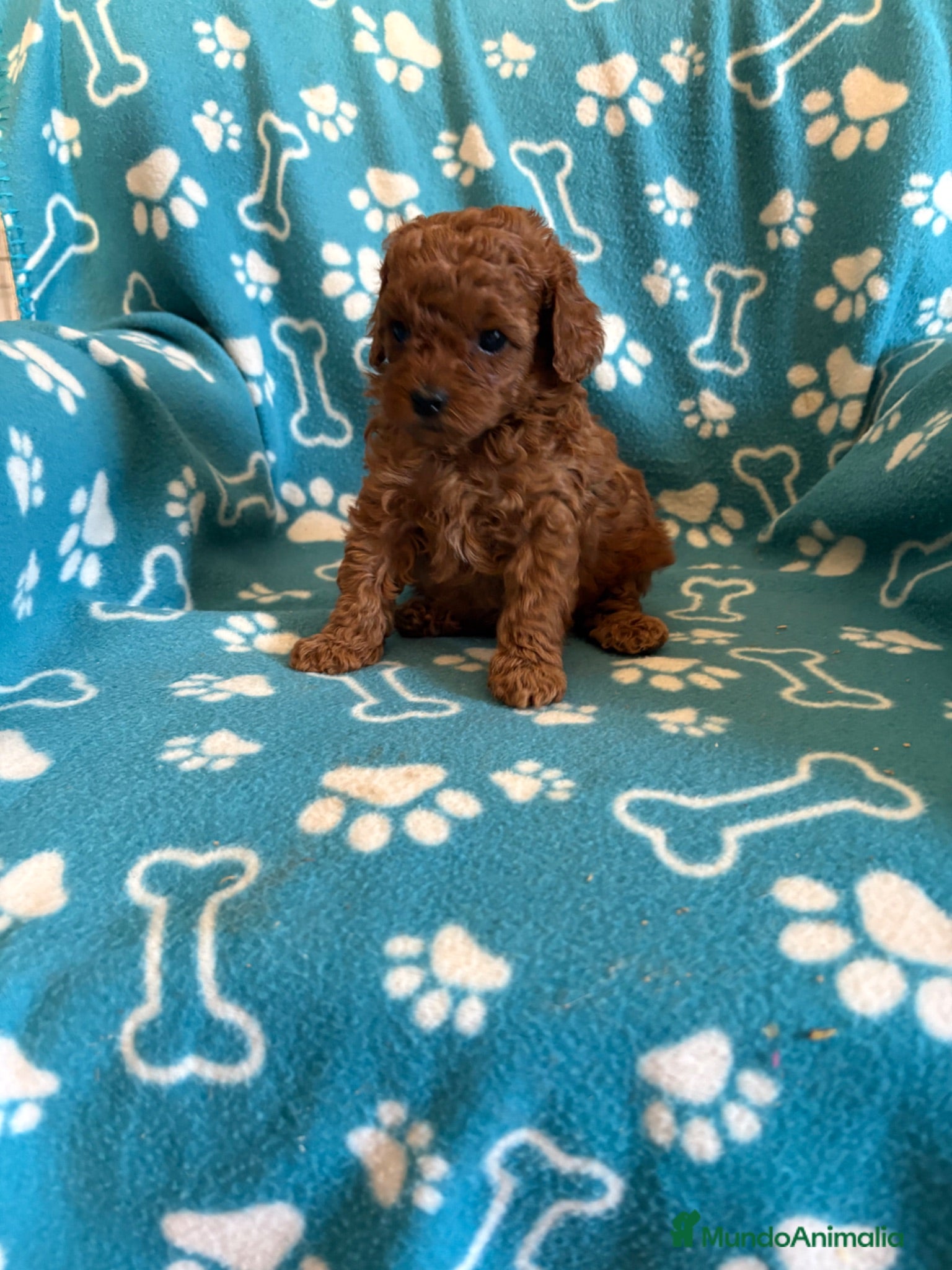 Caniche Toy perros Caniche toy - Anuncio 2