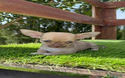 Chihuahua perros en venta: CHIHUAHUA MACHO - Imagen 16