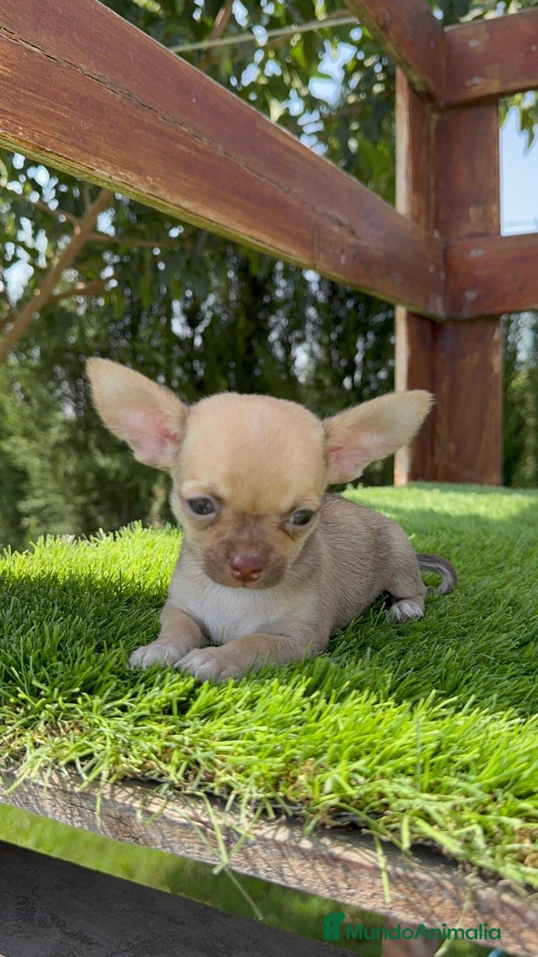 Chihuahua perros en venta: CHIHUAHUA MACHO - Imagen 16