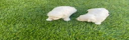 Bichón Maltés perros en venta: Bichon maltés  - Anuncio 14
