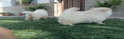 Pomerania perros en venta: Pomerania toy blancos en Madrid - Anuncio 5