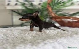 Pinscher Miniatura perros en venta: MINI PINSCHER MUNIATURA - Anuncio 3
