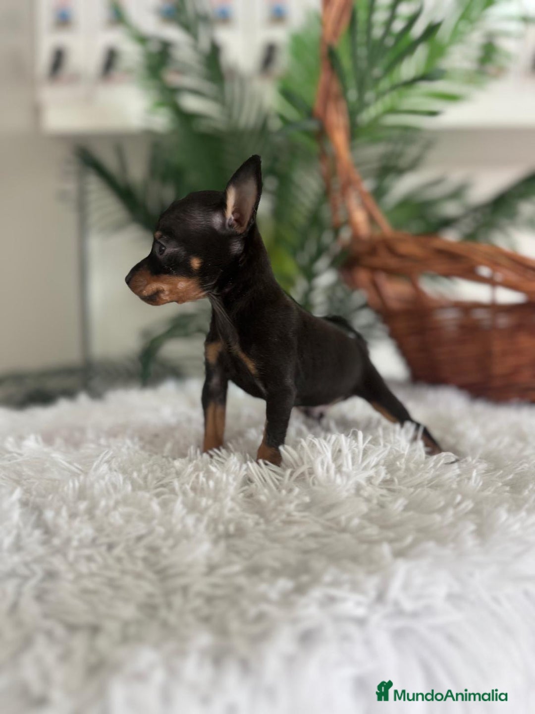 Pinscher Miniatura perros en venta: MINI PINSCHER MUNIATURA - Anuncio 3