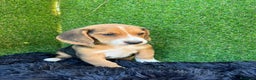 Beagle perros en venta: BEAGLE MONERIAS!!!!!!!!!!! en Badajoz - Anuncio 2