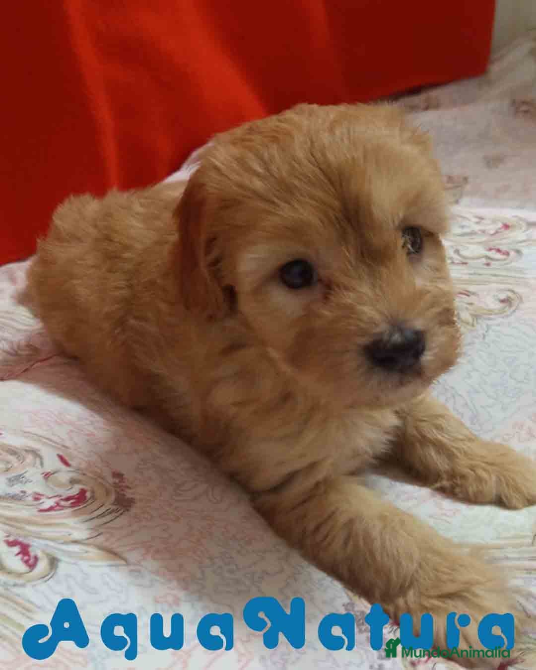 Caniche Enano perros  Havapoo Macho 3 de Locaty y Can AQUANATURA - Anuncio 2