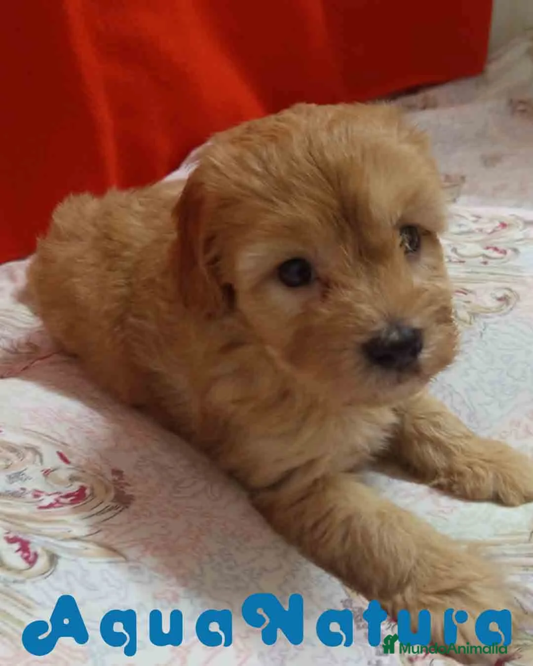 Caniche Enano perros en venta:  Havapoo Macho 3 de Locaty y Can AQUANATURA - Anuncio 2