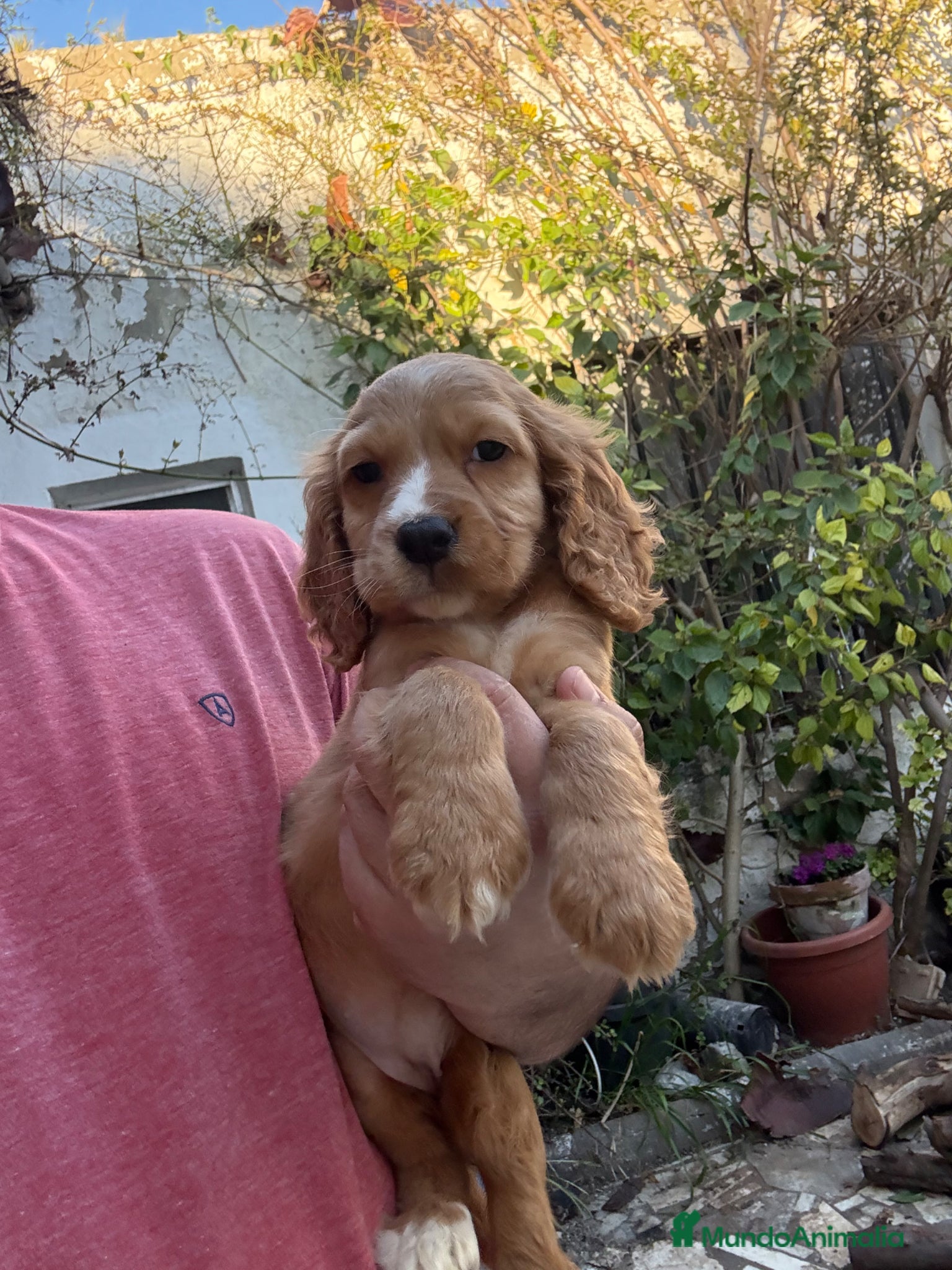 Cocker Spaniel Inglés perros Hembrita cocker canela  - Anuncio 1